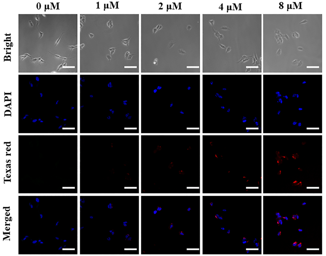 【圖二】 細(xì)胞內(nèi)AβO的熒光成像